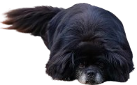 Ace Laying
